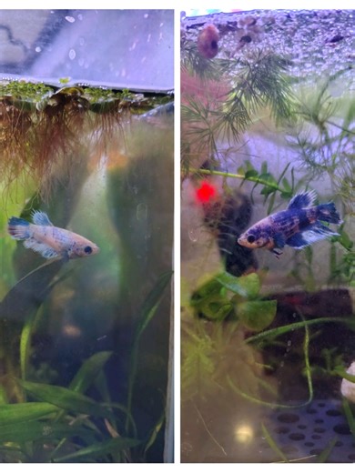 Meet Bubbles: My Stunning New Betta Fish