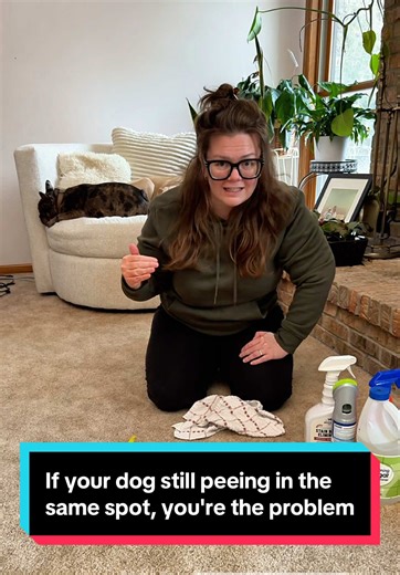 Effective Solutions for Dog Pee Problems