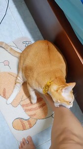 Ngộ dzị đó! :)) #Beekhongbeo #catlover #funny #cute #cat #meo #fyp #meow | Bee Không Béo