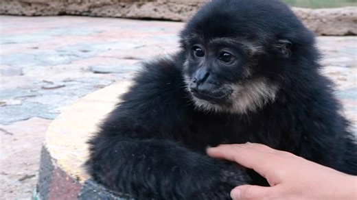Watch what happens when a monkey plays with a human