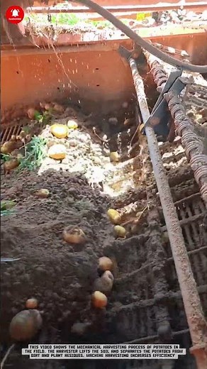 Potato Mechanical Harvest: Soil Separation System in Field Harvesting
