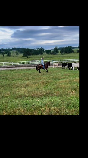 Dale Brisby I know you’re looking for a new stick Cassandra McCowan missed my horses best move Kimes Ranch Jeans American Hat Company | Colton Hendricks