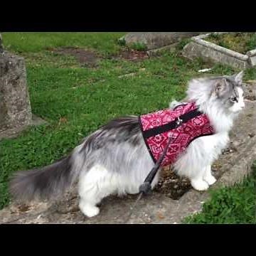 Kitty Holster Cat Harness Video