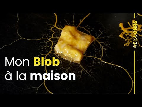My Blob at Home | CNRS Report