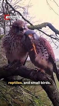 Kestrel — The Bird That Can Hover in Mid-Air #wildlife #lesserkestrel #americankestrel #kestrel