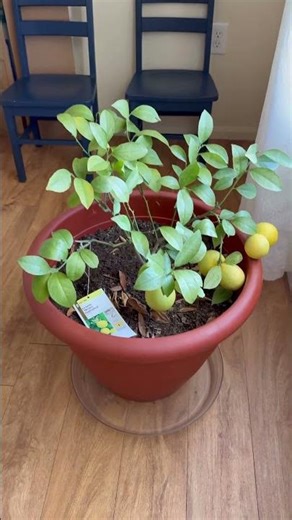Lemon tree update 🍋 #lemontree #limon #arboldelimon #limonenmaceta