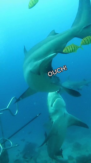 Shark feeding is done all around the world and different countries have different ways to feed the sharks. Bull Shark feeding can be done two ways, hand feeding wearing chain mail suites or gloves or using a shark pole. Chain mail only works with smaller sharks. Shark feeding benefits not only the sharks but the environment too. No matter how many karens tell you “you should not feed sharks” 😂 These people have probably never been inside the ocean or spend too much time on google 👏 😂 Better f