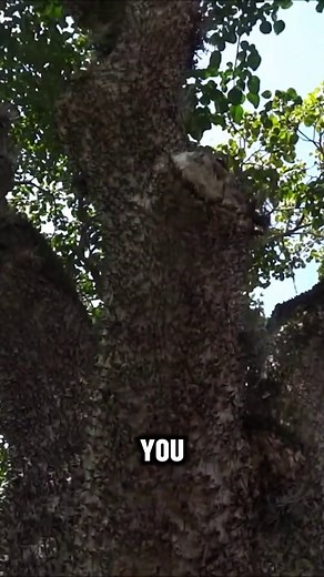 This is why you should stay away from the sandbox tree 🌳⛔️ #sandbox #tree #interesting #nature | Unique Planet