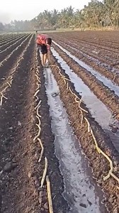 2.3M views · 4.3K reactions | #cactus #agriculture #FarmLife #flower #autumn #HarvestSeason #propagating #redroses #roots #roses #garden #tips #tulip #foryoupage #satisfying #asrm #tricks | Arvel Hermiston | Facebook