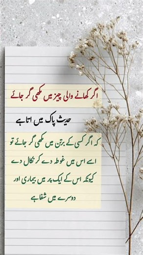 Ager Kisi K Bertan Main Makhi Gir Jay/#Islamic Knowledge Shorts/#jannat k pattay