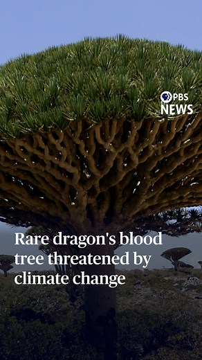 In the Indian Ocean, the Yemeni island of Socotra is one of the most biodiverse places on Earth. More than a third of the plant species on the island don’t exist anywhere else on the planet. That includes a type of dragon’s blood tree now struggling to survive in the face of climate change. "It's really the emblem of Socotra. It's on the currency. It's what draws tourists in to the island. And it just looks like something out of a Dr. Seuss book," Associated Press oceans and climate corresponden