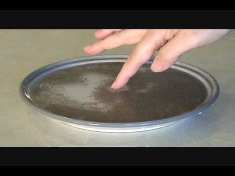 Pepper and Water Science Magic Trick