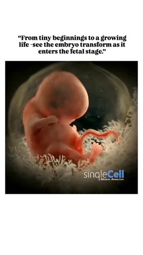World of Biology on Instagram: "Here's an animation of an embryo on the cusp of entering the fetal stages of growth. In the embryonic stage, the cells start developing the functions for the different organs and such. The fetal stages, starting around the 9th week until birth, is where the organs start functioning and prepping the baby for life outside the womb. • • Credit 📸- @singlecellanimation • • #embryo #fetus #fertility #babygrowth #3dultrasound #medicalanimation #medicalillustration #medi