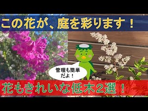 【初心者におすすめ】花もきれいな低木２選【植えっぱなしOK】