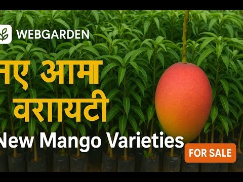 Premium नया आम वेरायटी 2025 – WebGarden में उपलब्ध पौधे और जानकारी | Genuine Plants for Sale