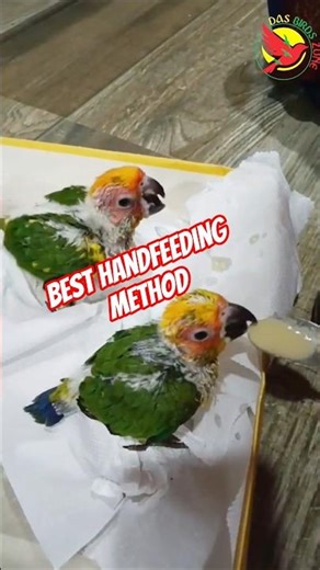 Hand Feeding Baby Birds: Everything You Need to Know#Lorikeet&sun conure#pineppale #trending#viral