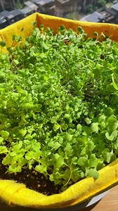 Grow Bags 5Gal/7Gal/10Gal * 2 ，6 Pack Vegetable/Flower/Plant Grow Bags ，Plant Fabric Pots with Handles for Garden and Outdoor Planting (6 Colour, 5Gal/7Gal/10Gal*2)