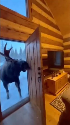 A massive moose crashes into a cabin in Anchorage, Alaska, destroying everything in seconds 🤯