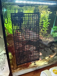 Wall Mounted Moss Enclosure/ Grid for Aquariums & Fish Tanks - Grow Moss Carpets With Ease | MMS Innovation - Etsy