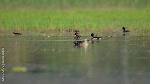 Tufted Duck (Aythya fuligula) pair in wetland along with other ducks
