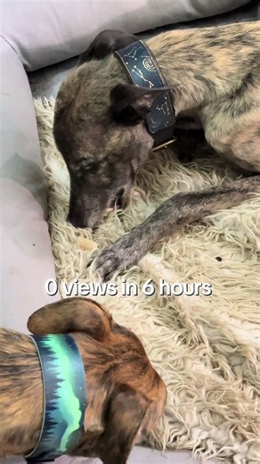 TikTok glitched… 0 views in like 6 or 8 hours, that has NEVER happened. And it was like 3 or 4 different videos. Luckily it seems the servers caught up today and pushed them out. Whew, the big crash of 2026… we will REBUILD! #tiktok #0views #viewjail #dogsoftiktok #whippetsoftiktok