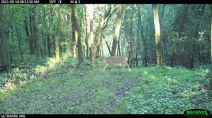This video is great example of our new dynamic video feature where the camera pauses then captures the 2nd buck going down the trail. Only a Reconyx Ultra fire can do this!!!! | RECONYX