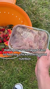 #feeding #primal #creative #farm #chicken | worm farm