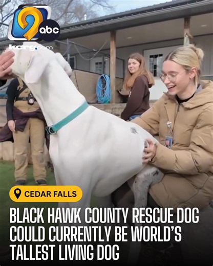A rescue dog in the Cedar Falls area is in the running to be the tallest living dog in the world. Read more: https://www.kcrg.com/2026/01/13/black-hawk-county-rescue-dog-could-currently-be-worlds-tallest-living-dog/ | KCRG-TV9