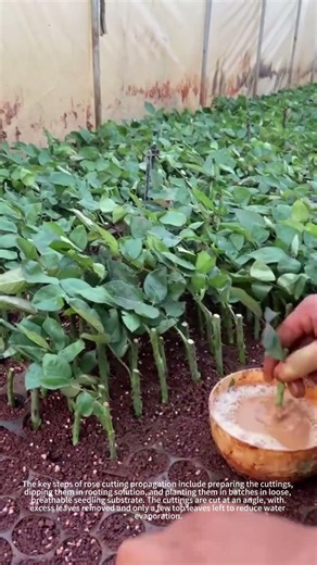 Rose Cuttings: The Dip Secret 🌱