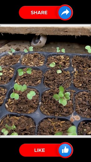 37K views · 139 reactions | Grow Purple Kohlrabi ❤ | Small Vegetable Garden | Facebook