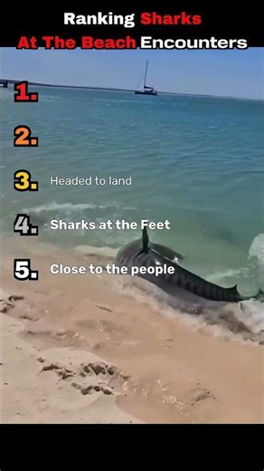 Ranking Shark Moments That'll Haunt Your Beach Days #shark #wildlife #shorts