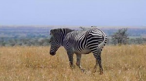 67K views · 641 reactions | UGANDA GORILLA TREK & KENYA WILDLIFE...