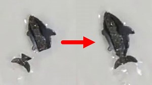A fish-type robot that keeps swimming while repairing itself even if it is destroyed is developed