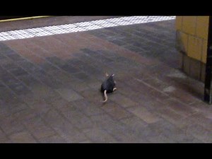 NYC SUBWAY RAT SCARE PRANK