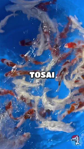 Spring Tosai are in @ Genki Koi! Tosai & Jumbo Tosai from top Japanese breeders. Discover more: genkikoi.com #genkikoi #fishtok #koitok #koipond #koishop