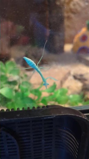 Leguan beobachtet Gottesanbeterin 💛 | 🐍 Viking Reptiles #shorts