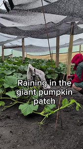 Giant Pumpkin Growth Timeline: From Seed to 71 Days