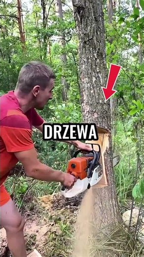 How are trees cut down in other countries? 😳🌲