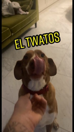 El Twatos Performing Perimitos Checkos on Command