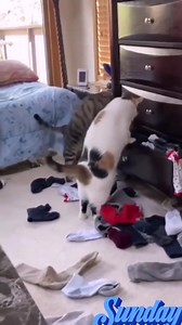 313K views · 9.2K reactions | Meine Frau und ich suchen nach dem zweiten Socken. | Deutsch lernen mit vielen Übungen | Facebook