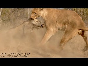 Active Hunt: Lioness Uncovers Warthog Burrow and Digs it Out