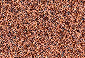 The climate smart millet is back on our plates - BusinessToday