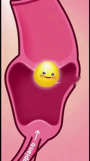 I Am Your Uterus ❤️ | The Story of the Female Reproductive System