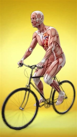 What Cycling Every Day Does to Your Body (Science Explained)