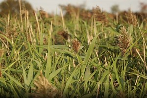 Plantes sauvages bord d'eau : 10 variétés à découvrir absolument