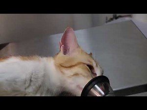 A male cat cannot pee - urinary catheterisation and syringe flushing