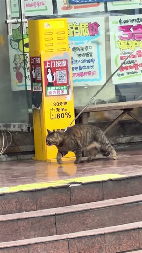 Tập thể dục cho giảm mỡ #cat #cute #pets #topgamedoithuonguytin #automobile #funny