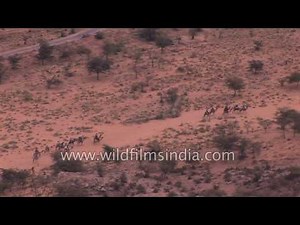 Camel safari in a Rajasthan desert-scape: aerial footage from the edge of Thar desert