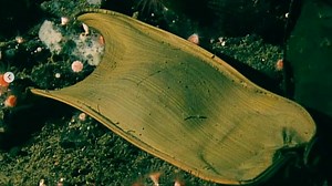 “2.6 Million Golden Eggs” Found Near An Underwater Volcano Off Canada