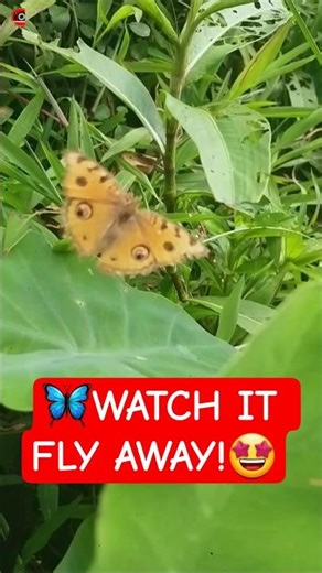 Brown Butterfly Flew Away When Feeling Watched 😮